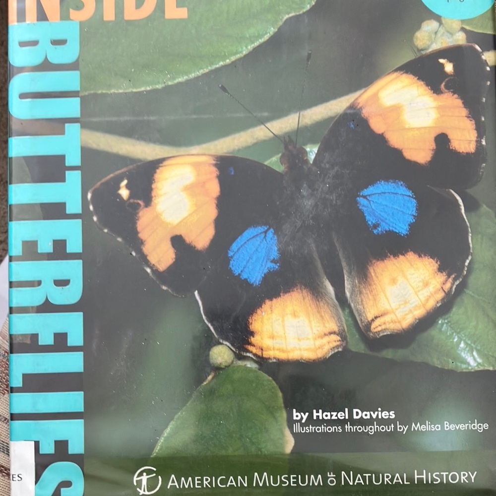 Inside butterflies